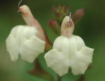 Salvia x jamensis 'La Luna'